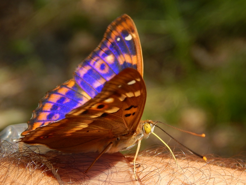 Apatura ilia : parco del ticino